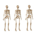 Fenwick 5 ft Poseable Skeleton, 3 pack