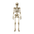 Nightwatch seven-foot articulated skeleton, full body, studio white