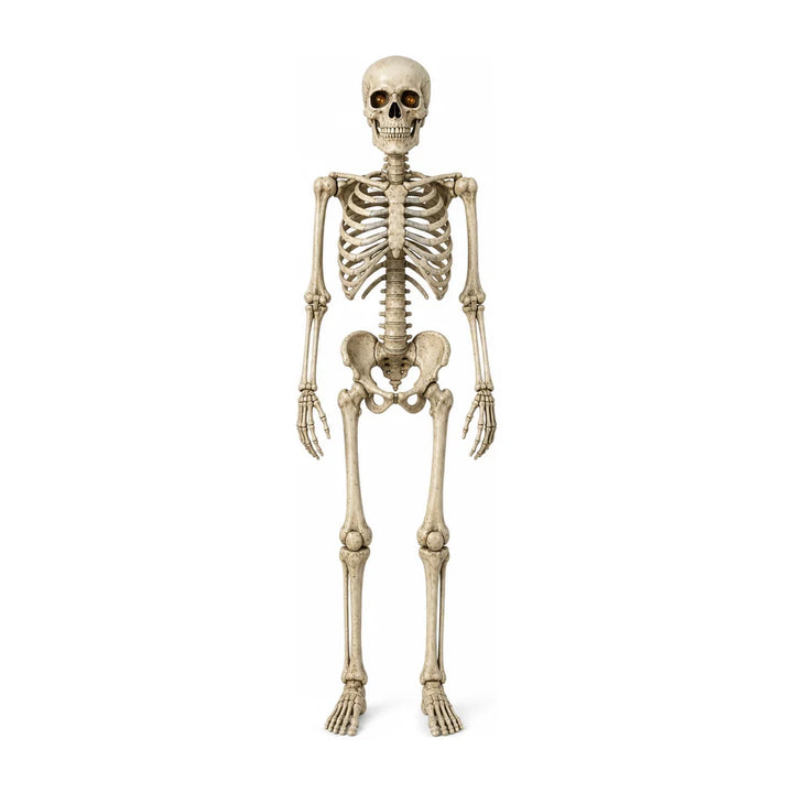 Nightwatch 7 ft Poseable Skeleton